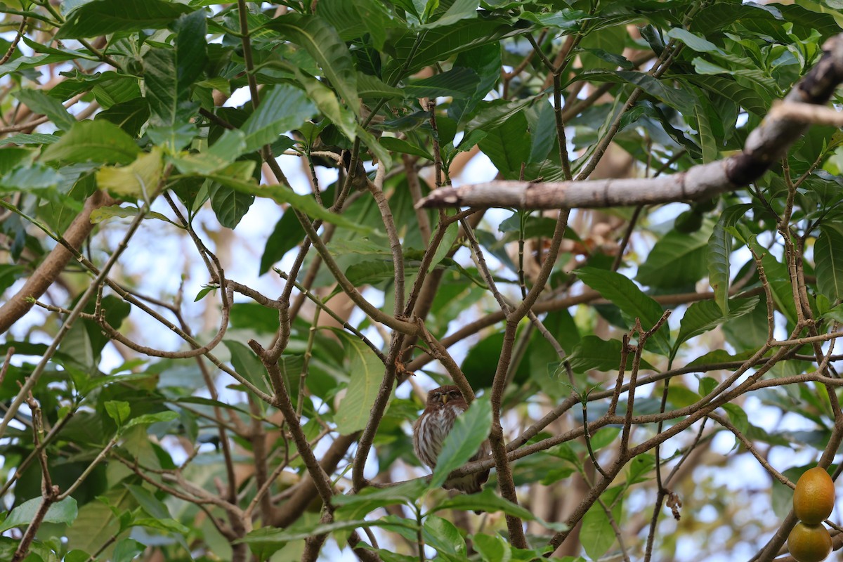 Ferruginous Pygmy-Owl - ML617674568