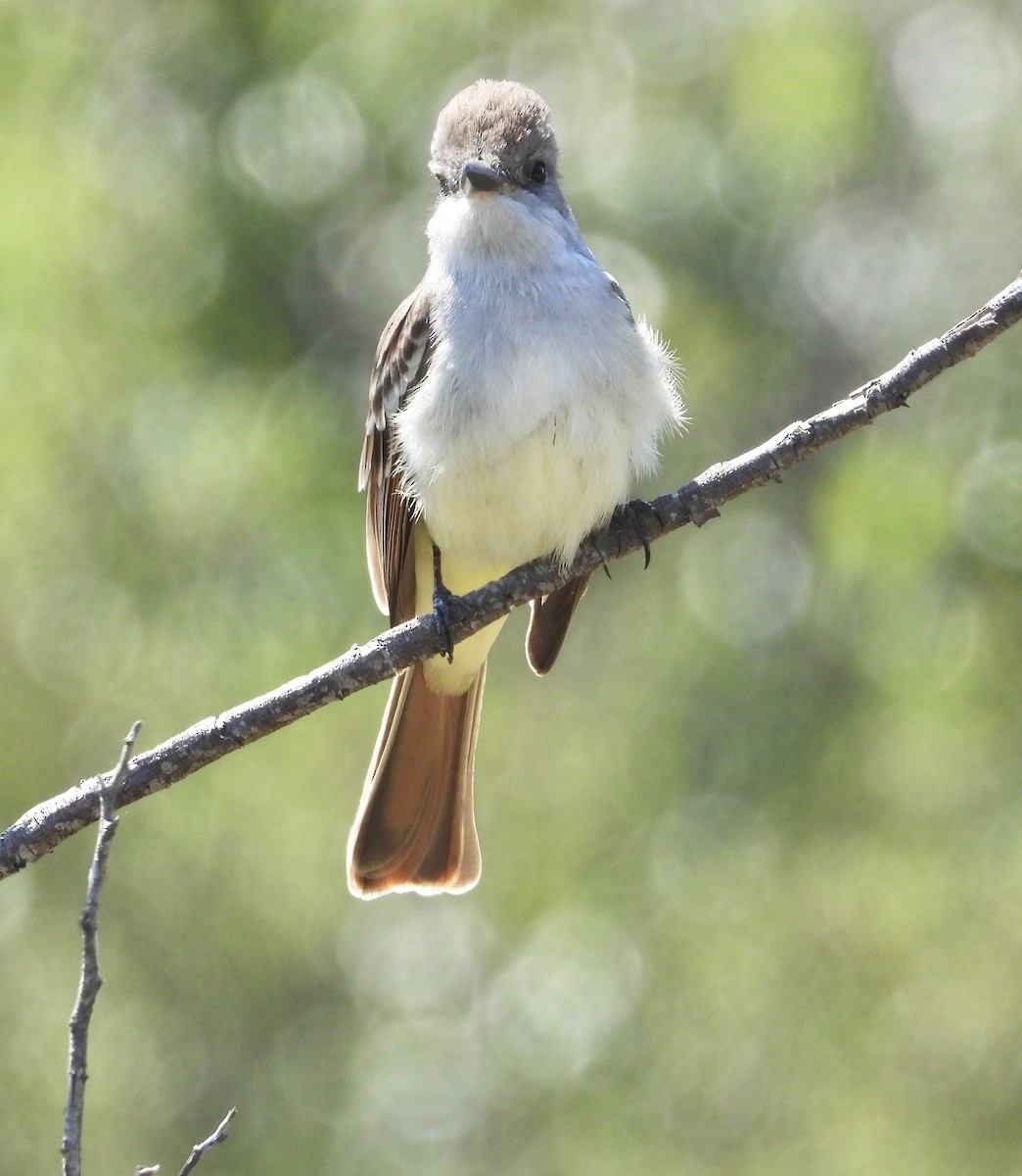 Ash-throated Flycatcher - ML617674578