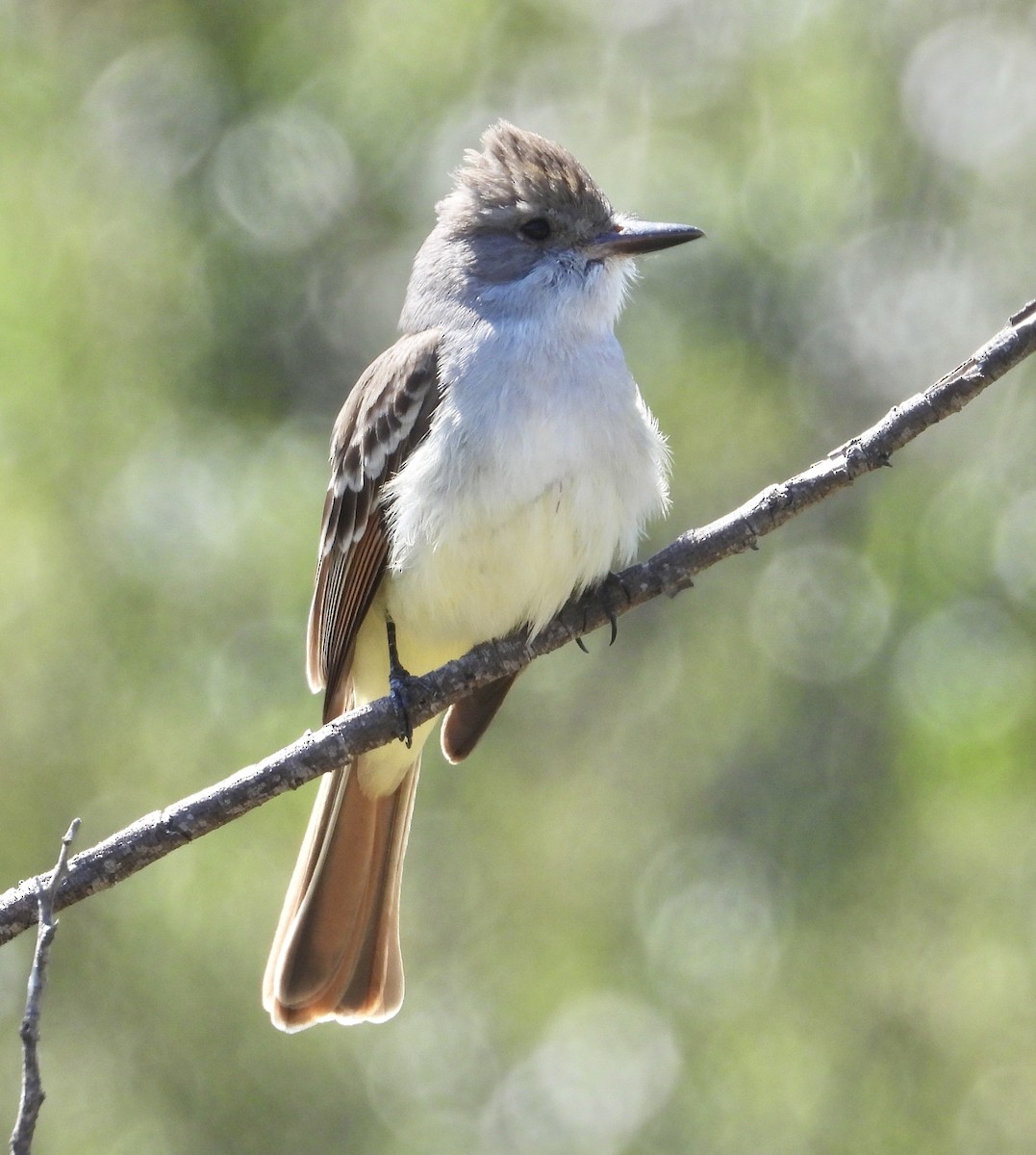 Ash-throated Flycatcher - ML617674579