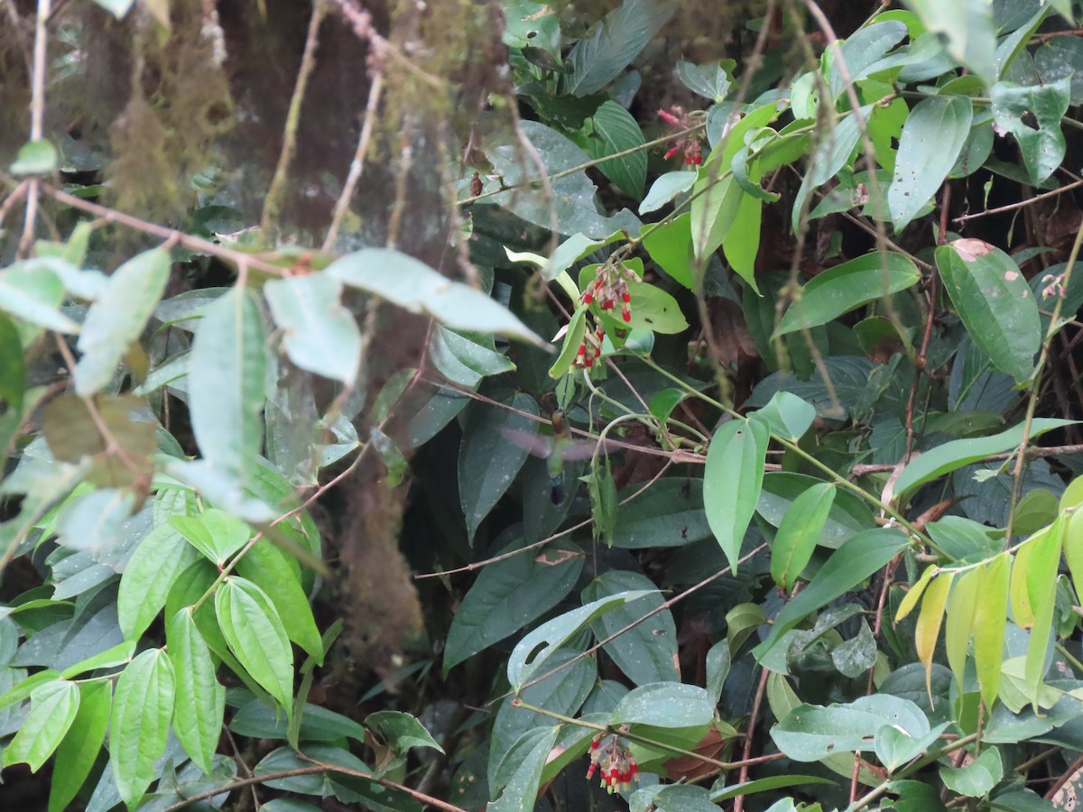 Green-fronted Lancebill - Cristian Cufiño