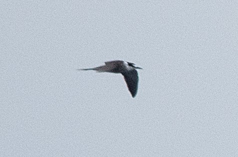 Sooty Tern - Dale Pate