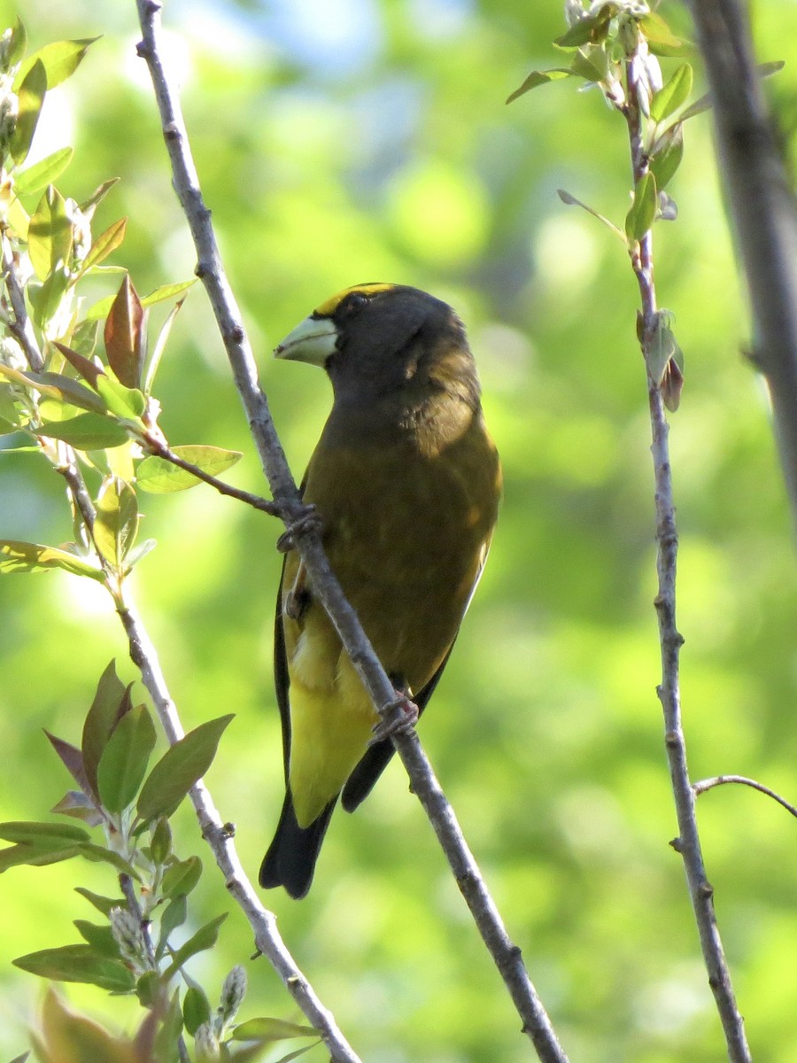 Evening Grosbeak - ML617674606