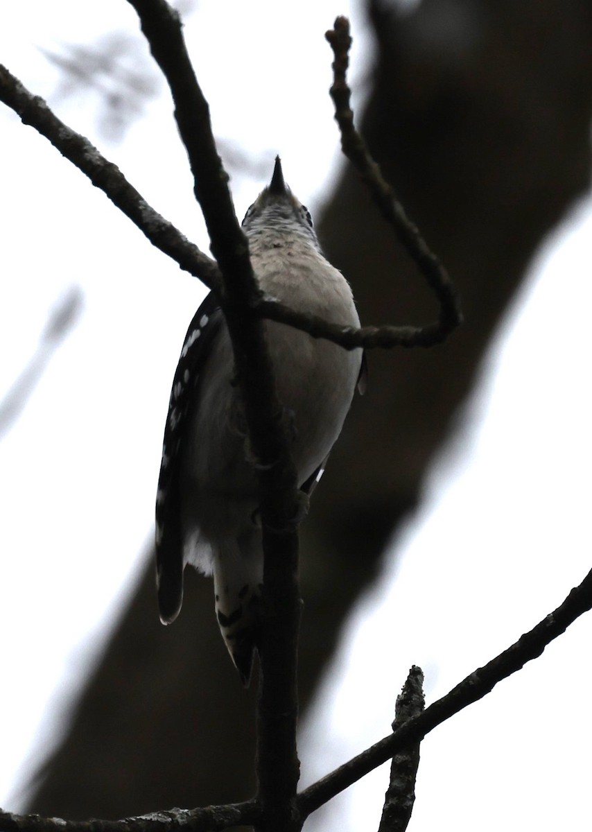 strakapoud osikový (ssp. pubescens/medianus) - ML617674620