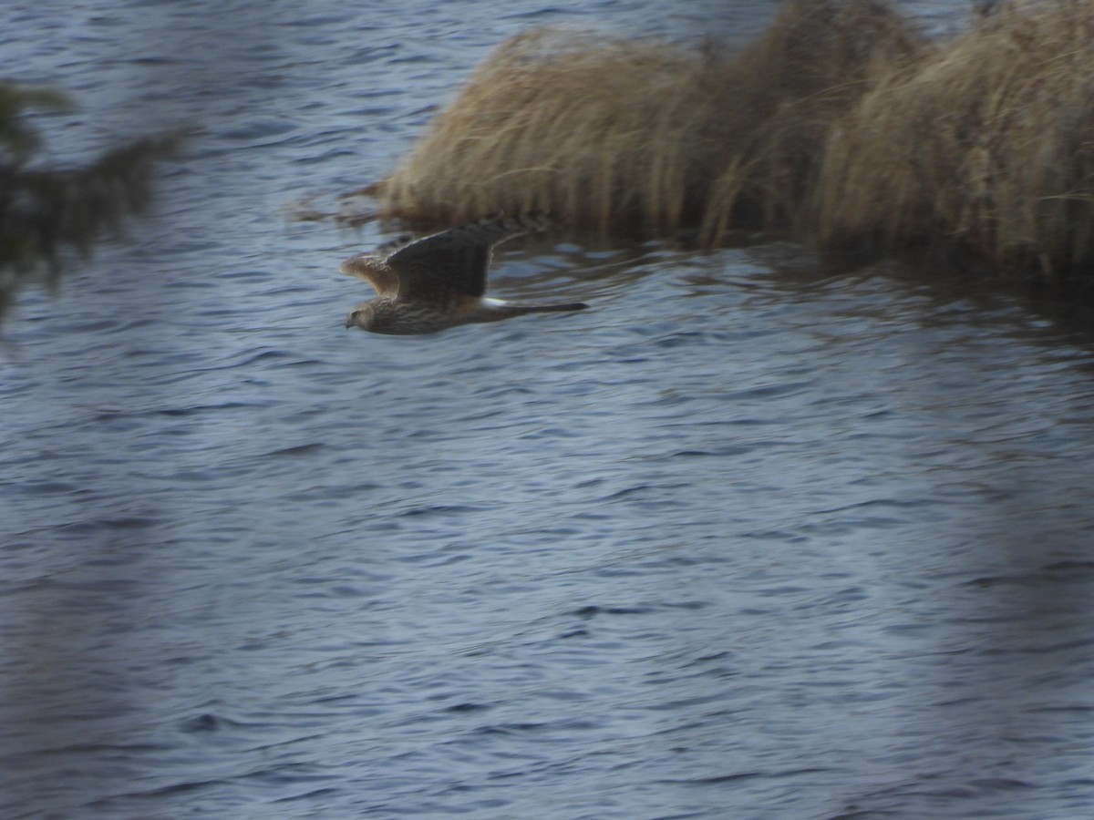 Northern Harrier - Belinda  Gallagher