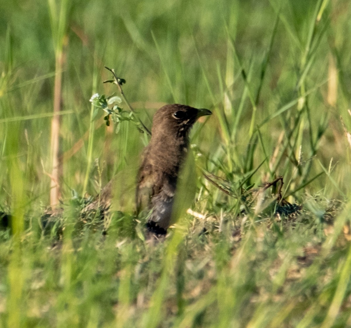 Black-winged Pratincole - Anne Tucker