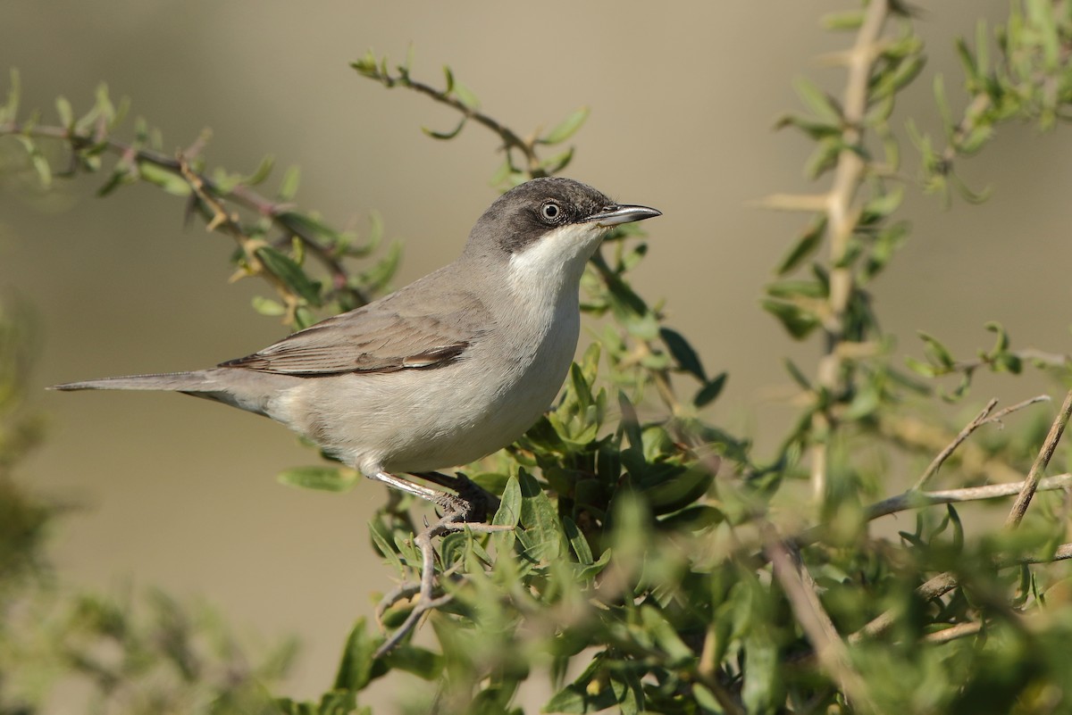 Eastern Orphean Warbler - ML617674688