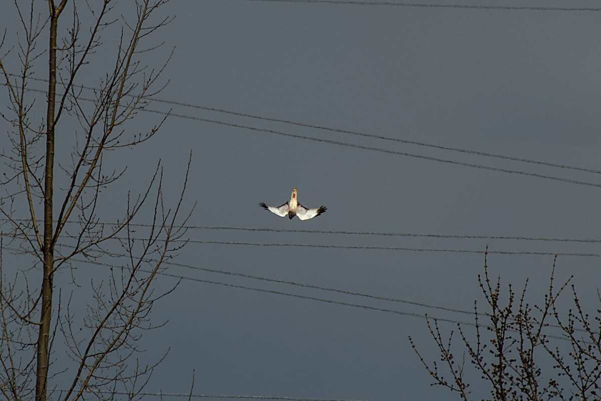 Northern Harrier - ML617674722