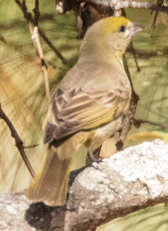 Hepatic Tanager (Northern) - Scott Young