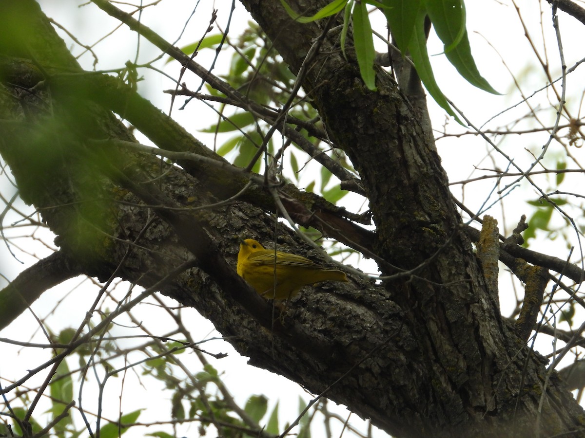Yellow Warbler - ML617674766