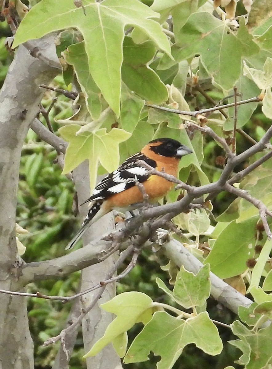 Black-headed Grosbeak - ML617674777