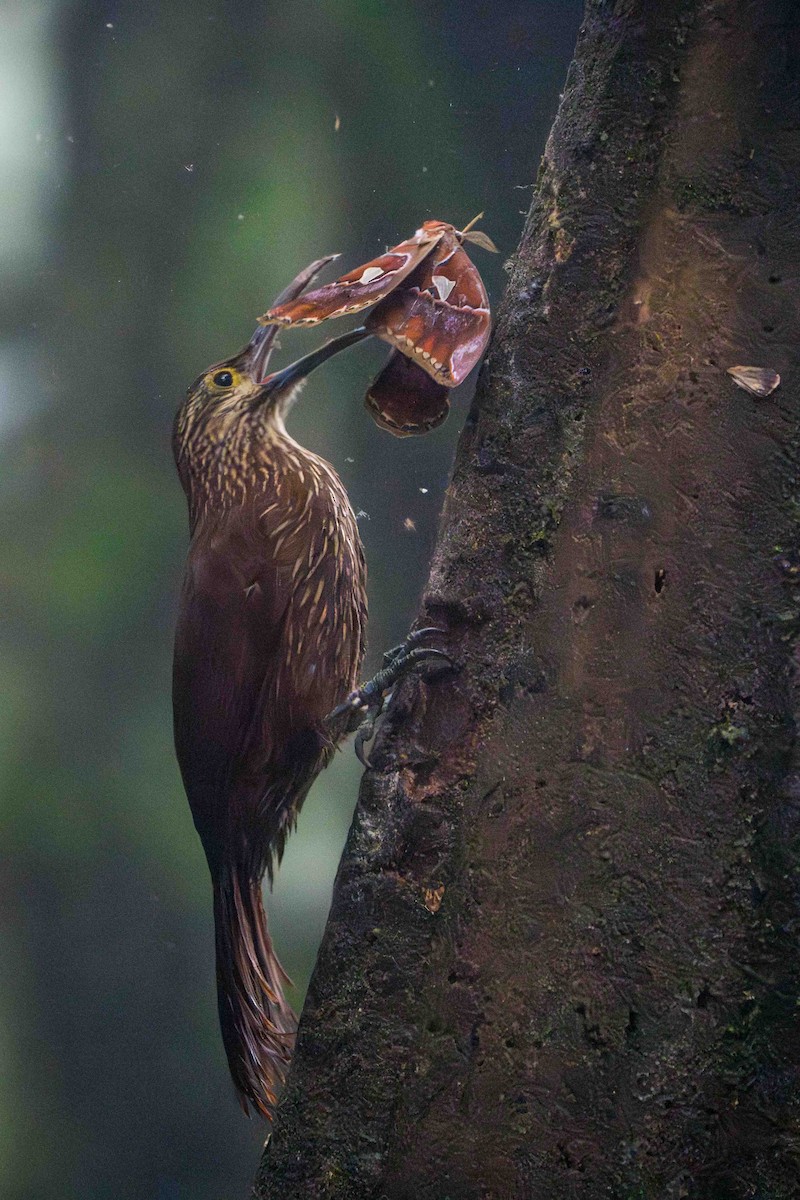 Strong-billed Woodcreeper - Marc Kramer (Birding by Bus)