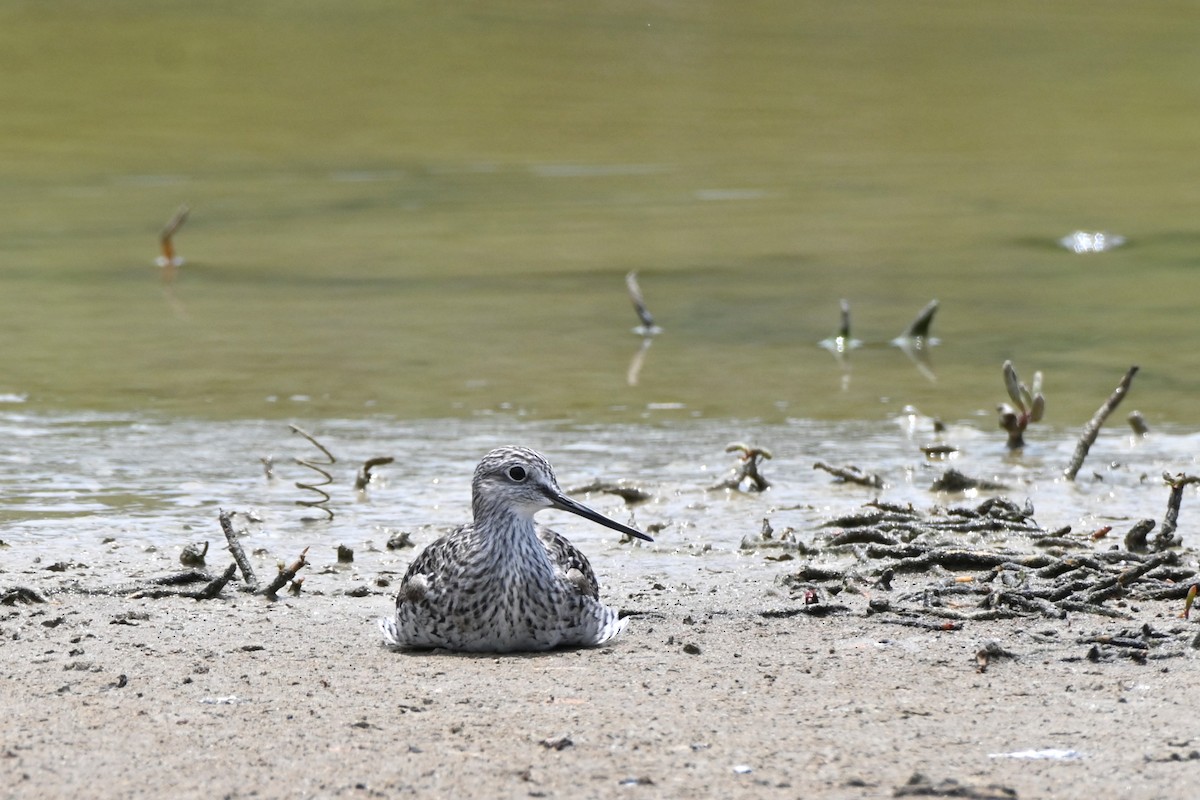 Greater Yellowlegs - Brad Rogers