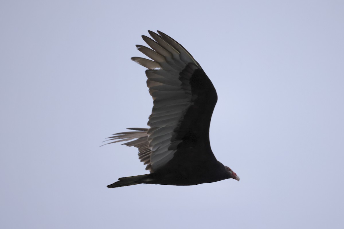 Turkey Vulture - ML617674826