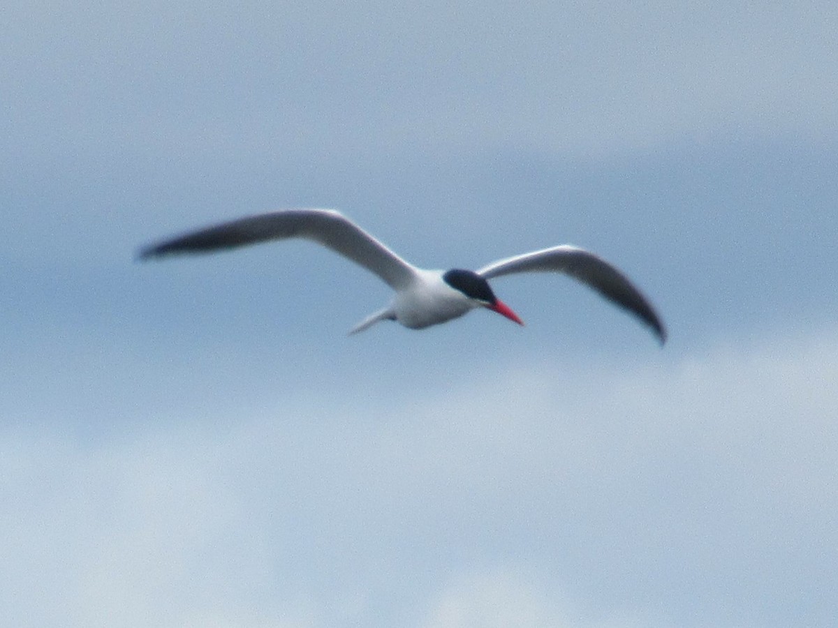 Caspian Tern - ML617674837