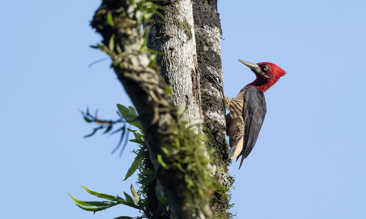 Robust Woodpecker - ML617674887