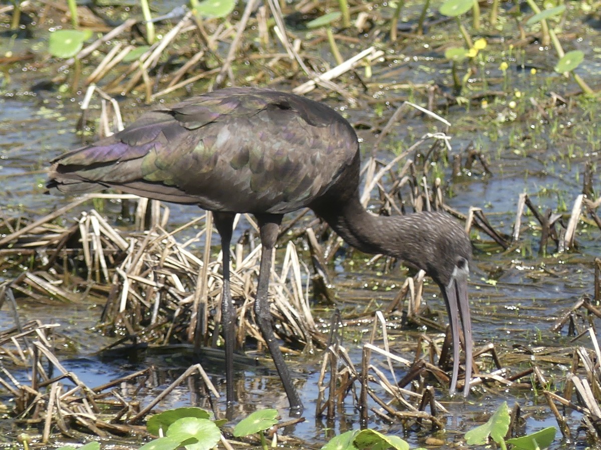 Glossy Ibis - ML617674890