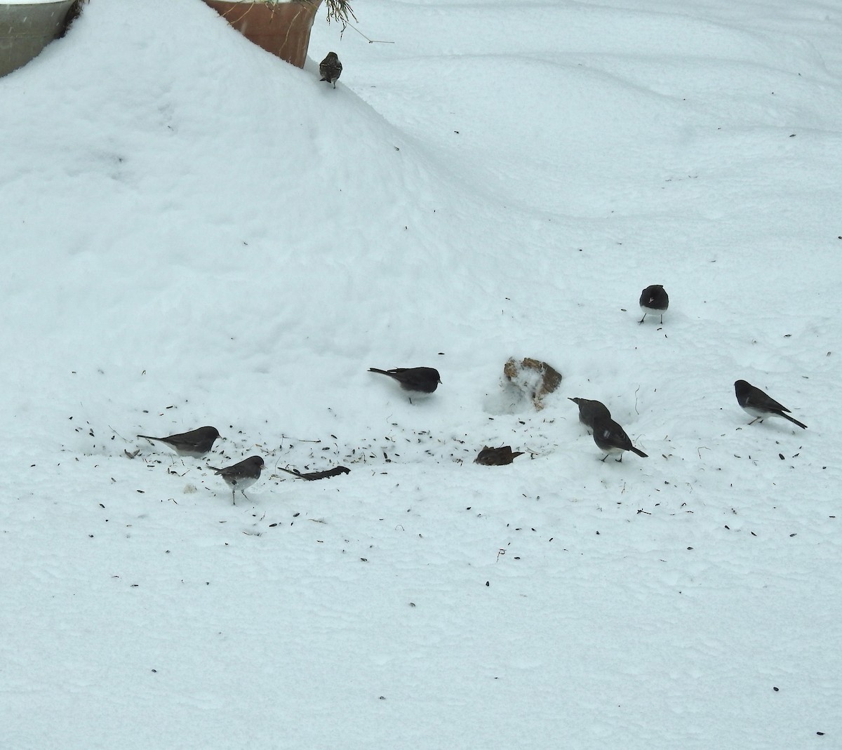 Dark-eyed Junco - ML617674902