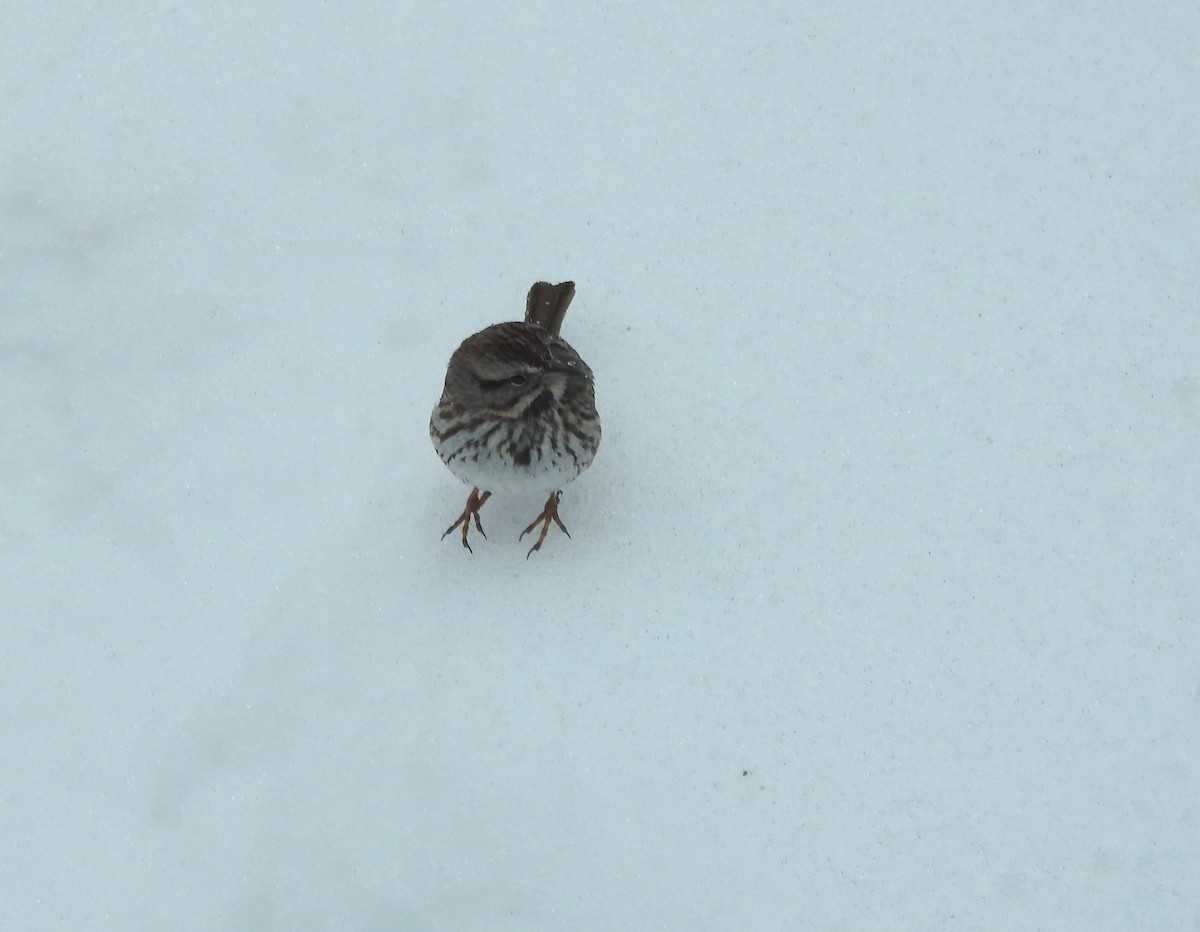 Song Sparrow - Stephanie  Tickner