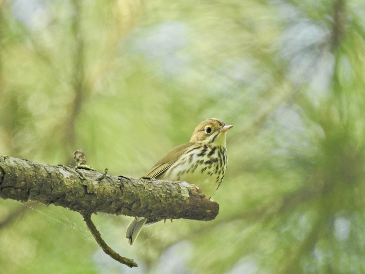 Ovenbird - Seema Sheth