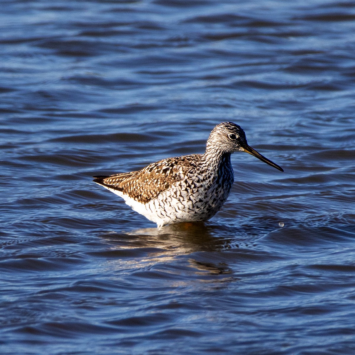 Greater Yellowlegs - ML617674953