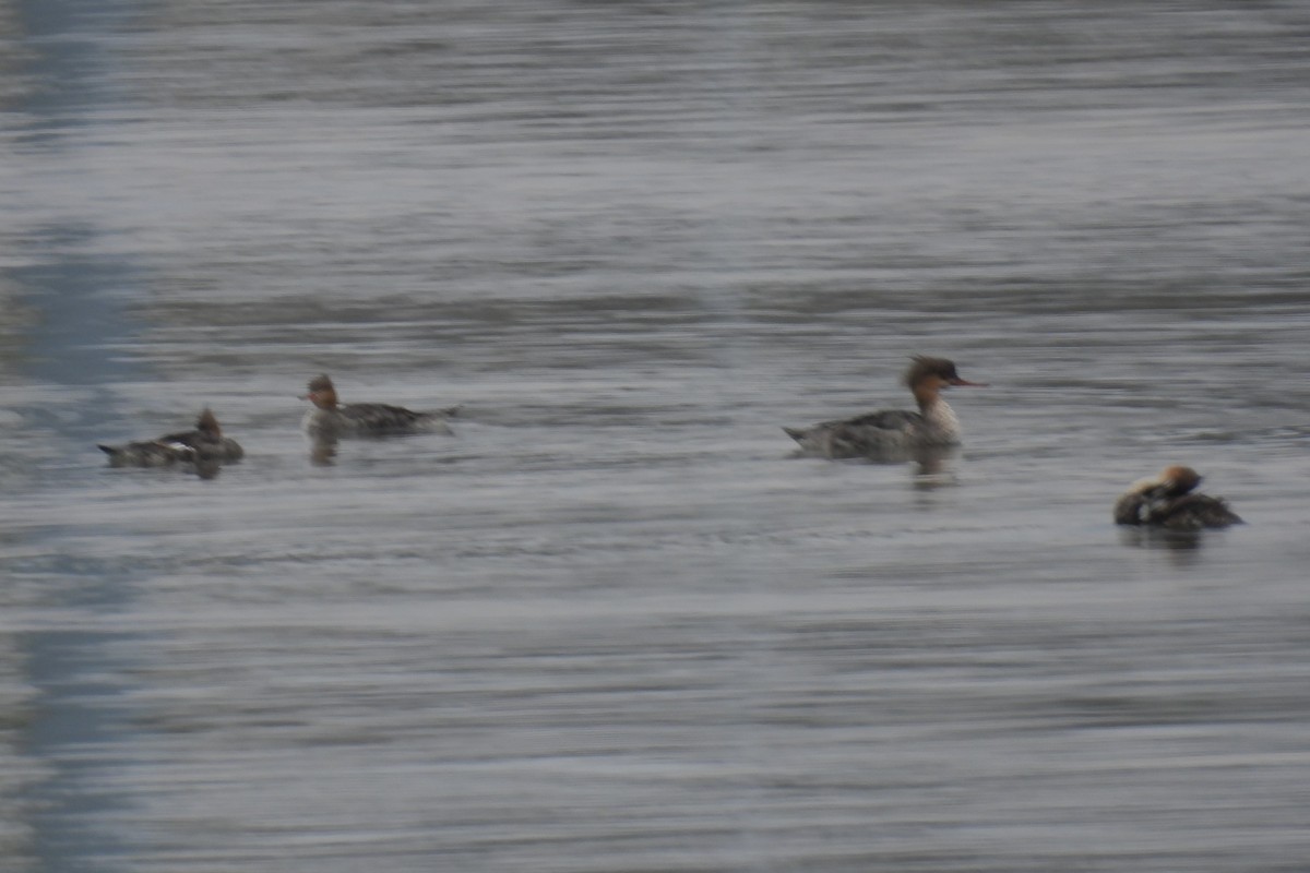 Red-breasted Merganser - ML617674967