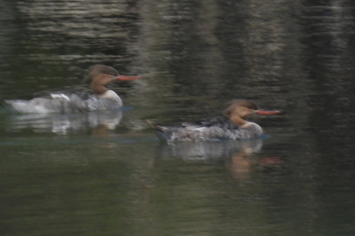 Red-breasted Merganser - ML617674968