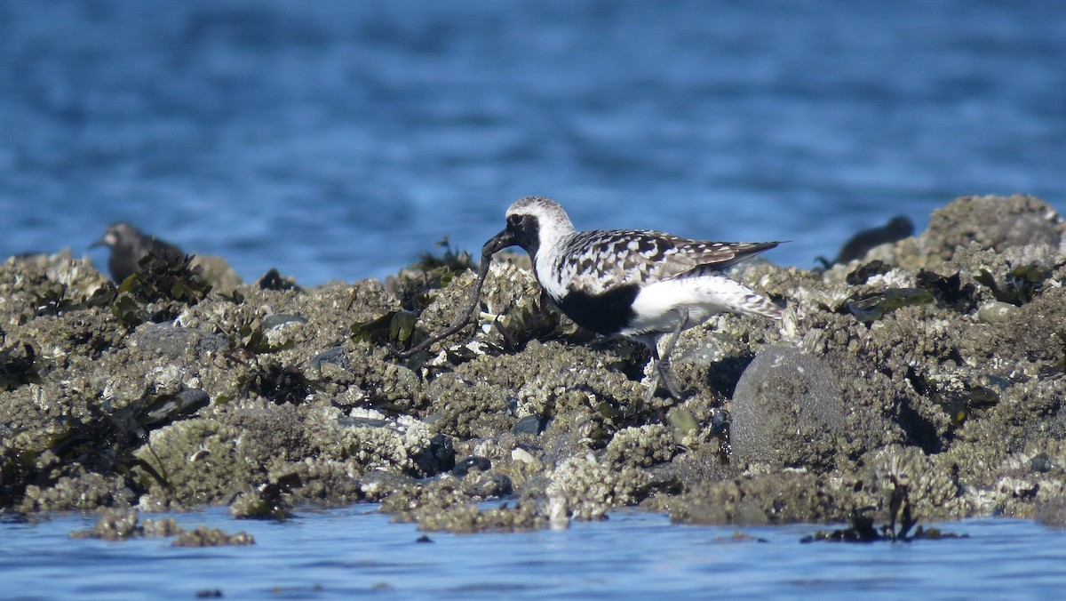 Black-bellied Plover - ML617674979