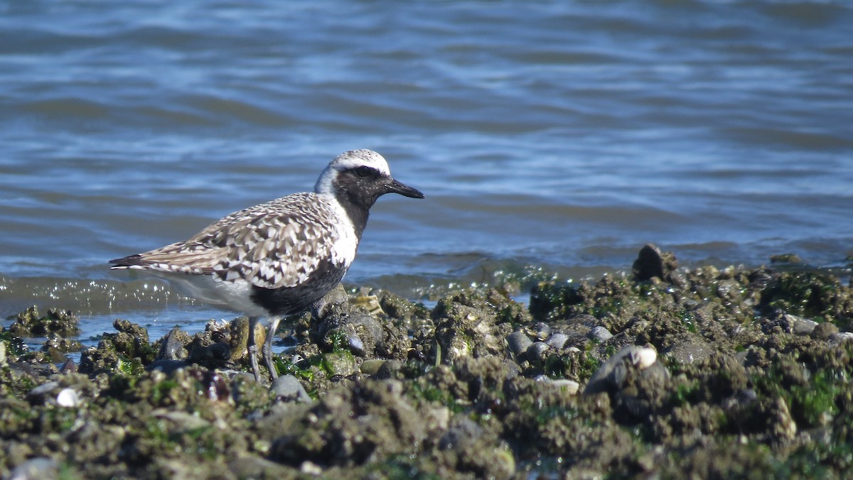 Black-bellied Plover - ML617674981