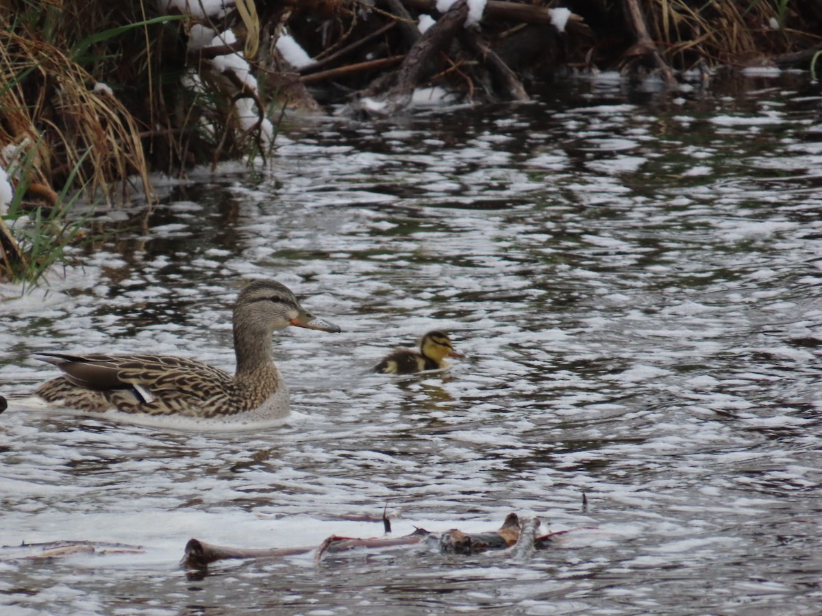 Mallard - Edward Raynor