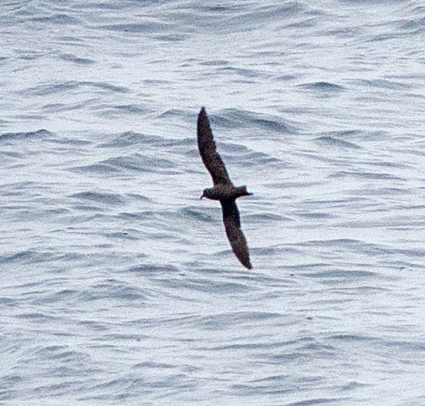 Markham's Storm-Petrel - ML617675044