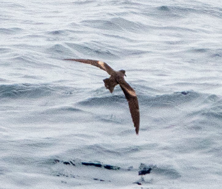 Markham's Storm-Petrel - ML617675047