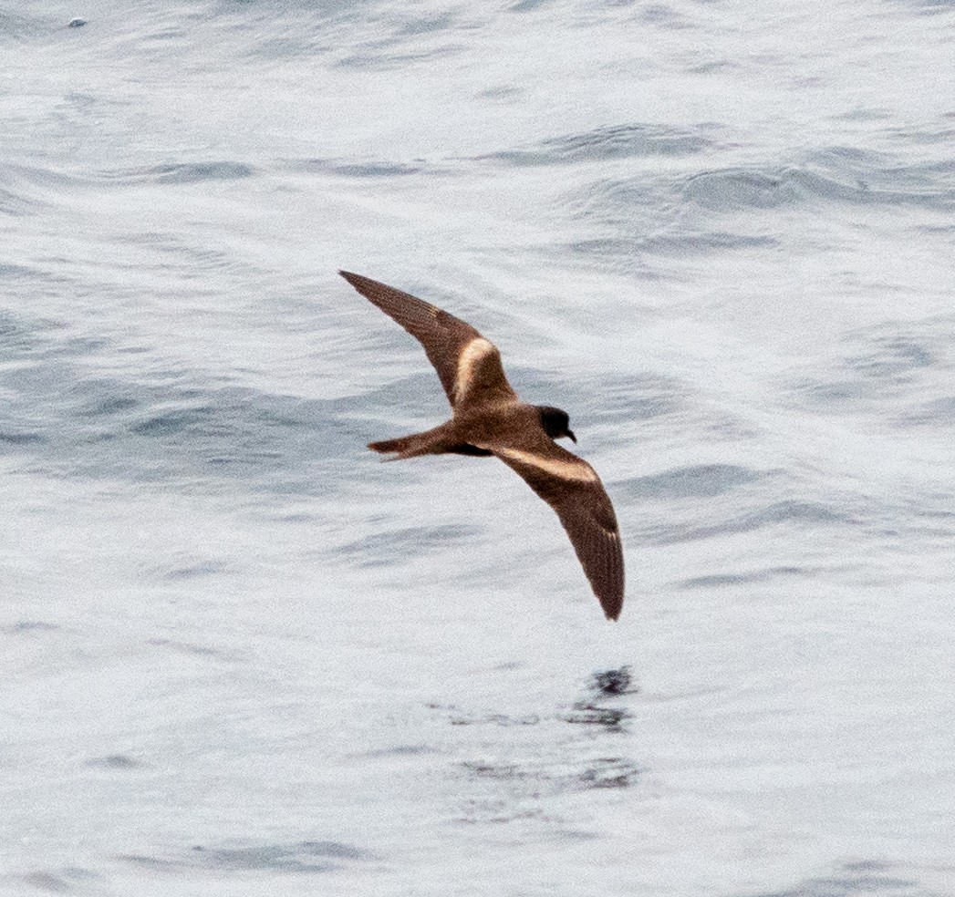 Markham's Storm-Petrel - ML617675048