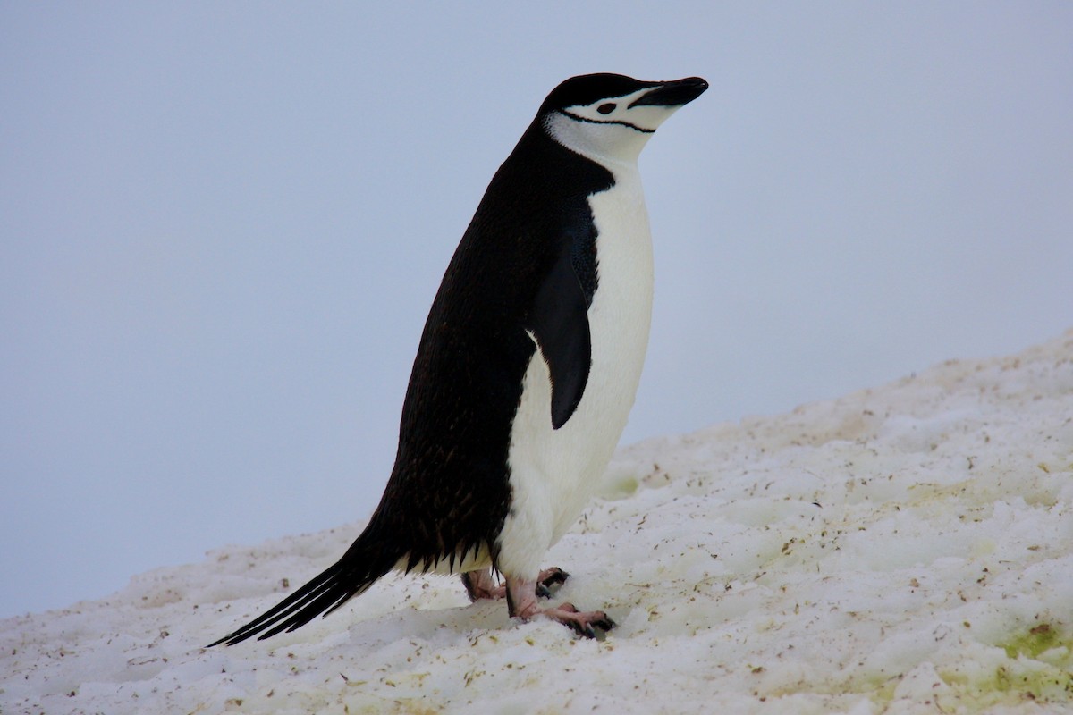 Chinstrap Penguin - Kenna Sue Trickey