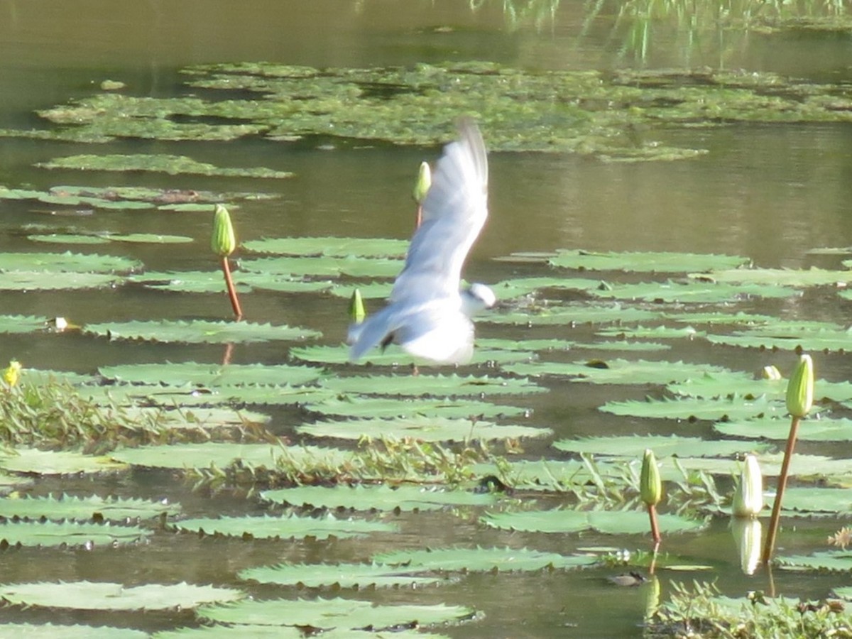 Little Tern - ML617675065