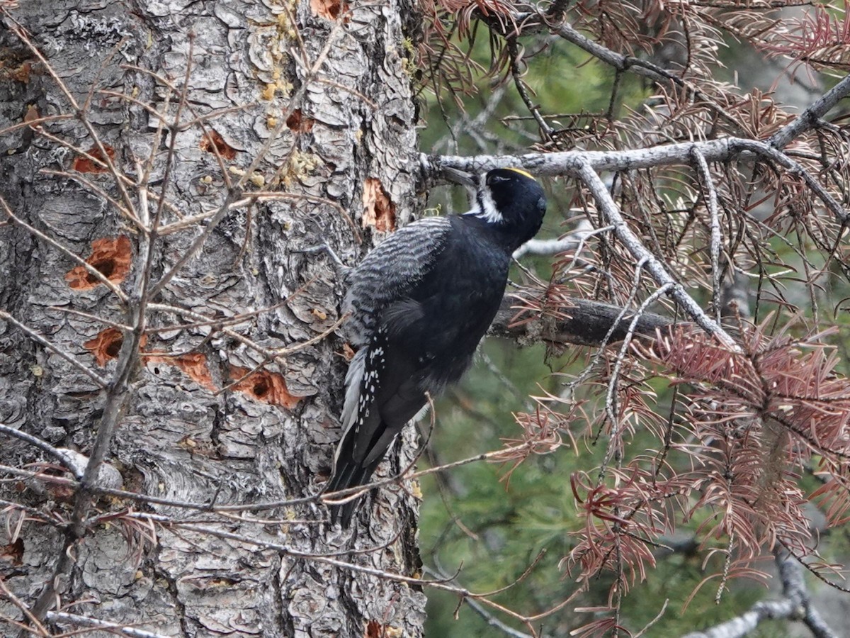 Black-backed Woodpecker - ML617675073