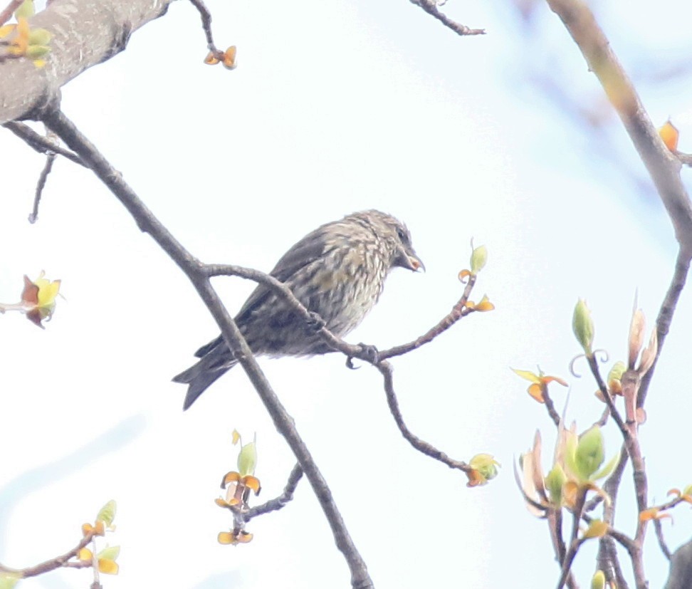 Red Crossbill - ML617675080