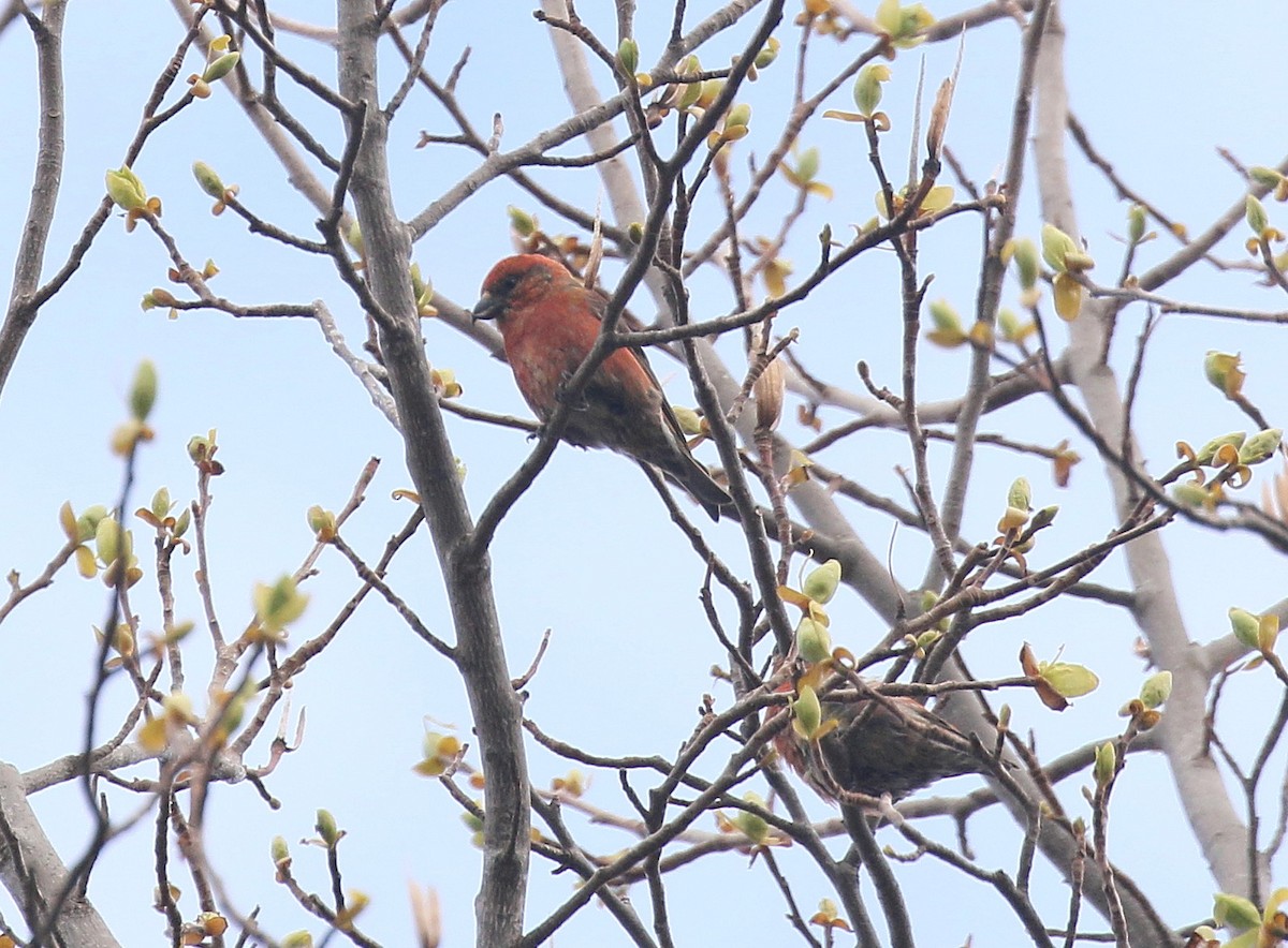 Red Crossbill - Scott Young