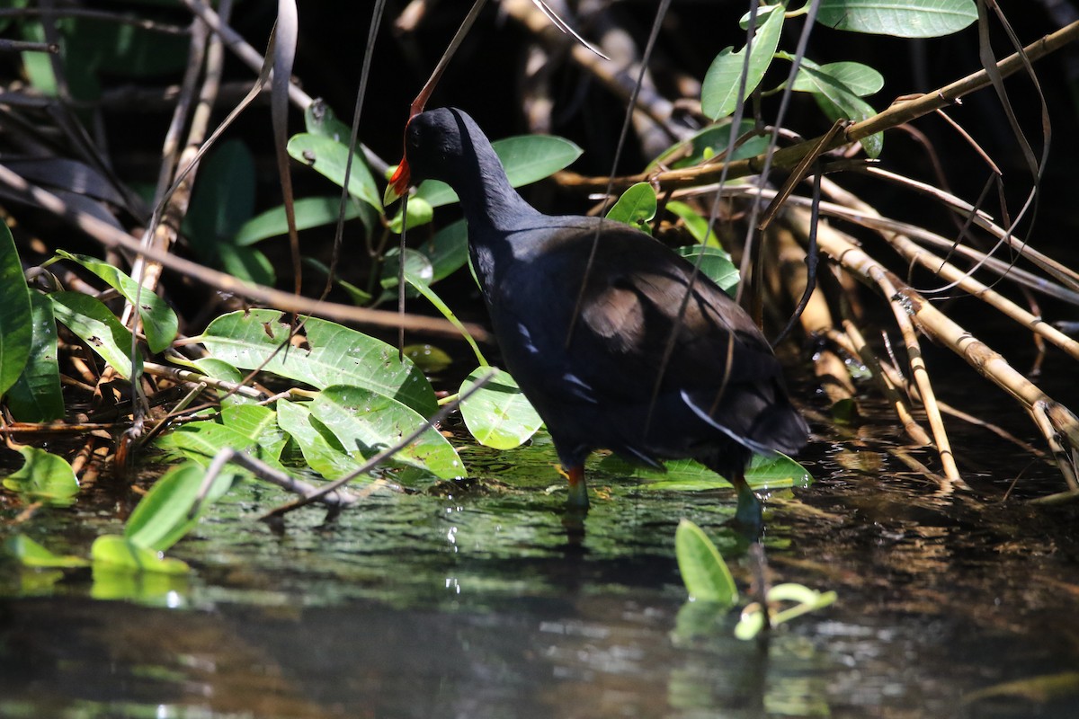 Common Gallinule - ML617675101