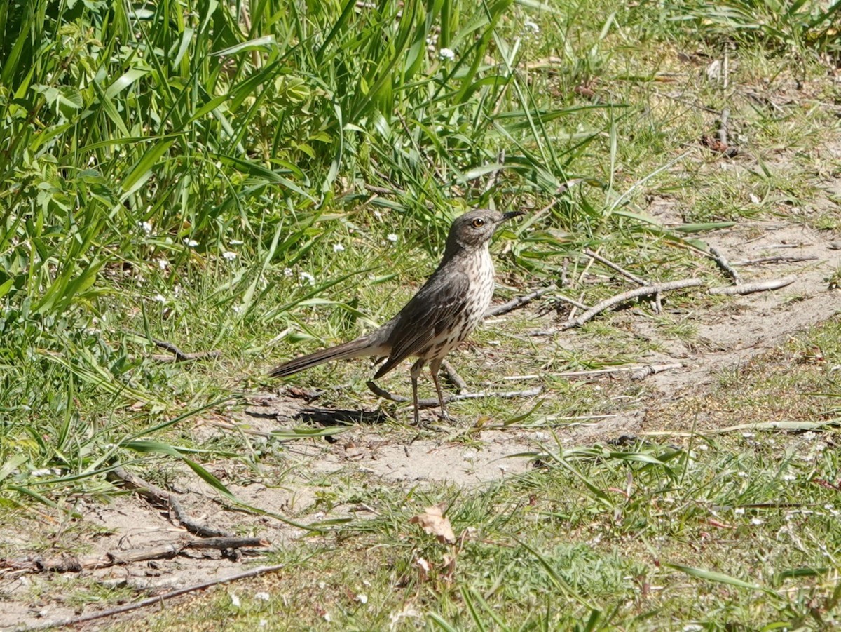 Sage Thrasher - ML617675103