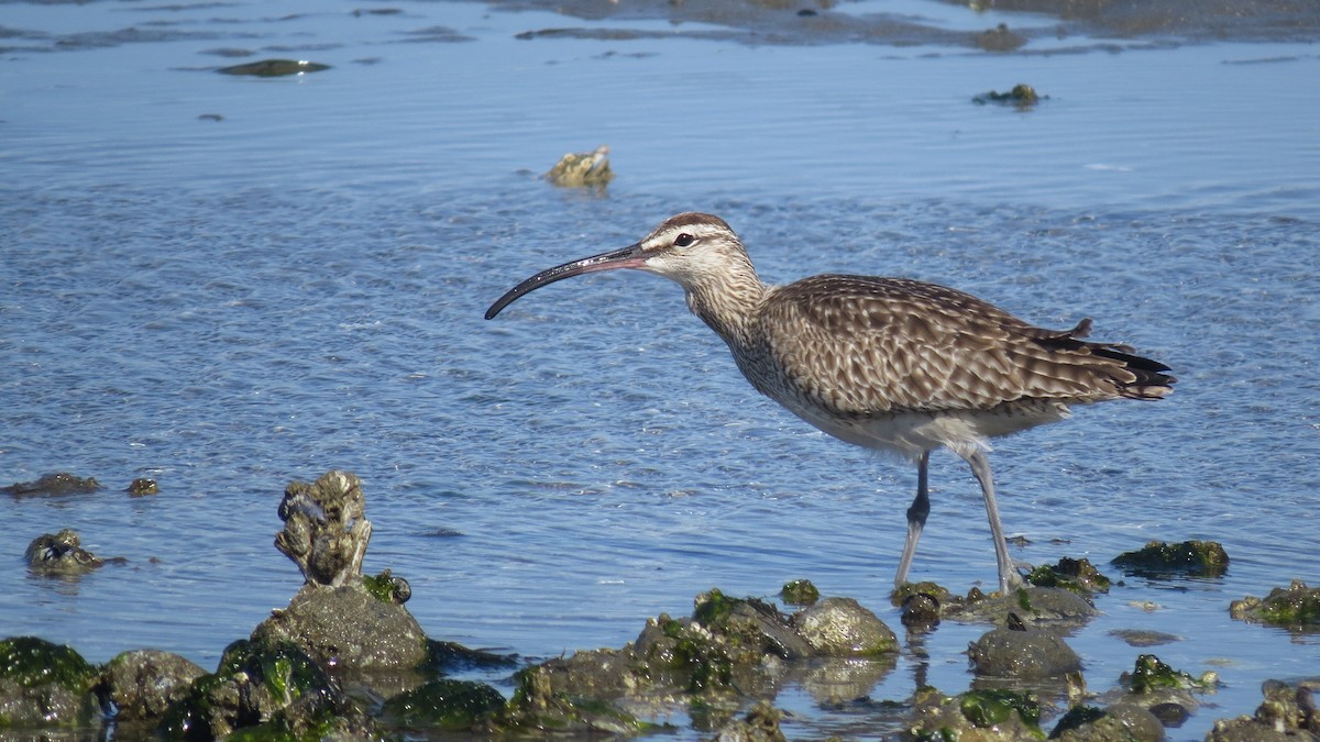 Whimbrel - ML617675119