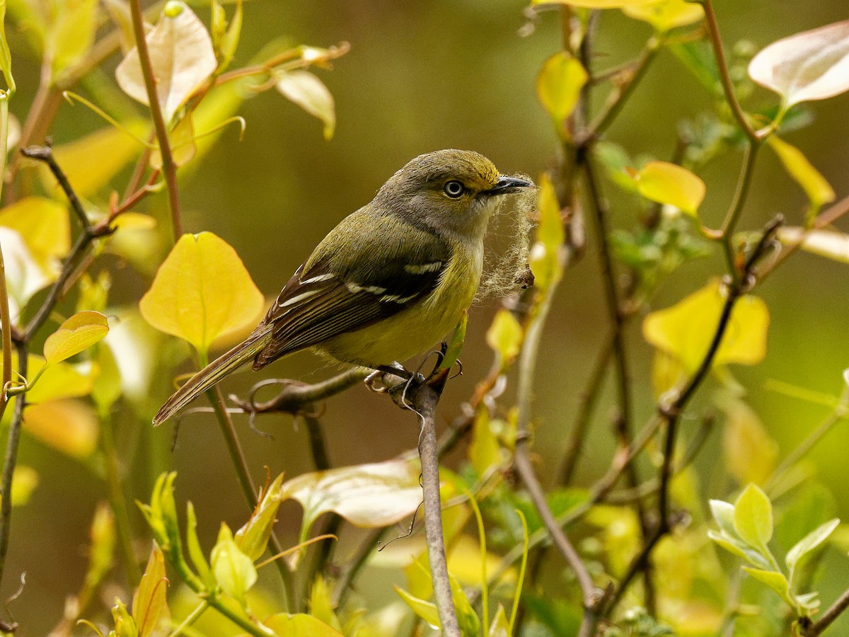 White-eyed Vireo - Clyde Wilson
