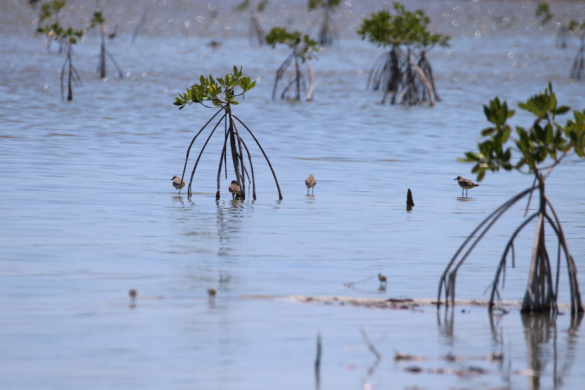 Black-bellied Plover - ML617675202