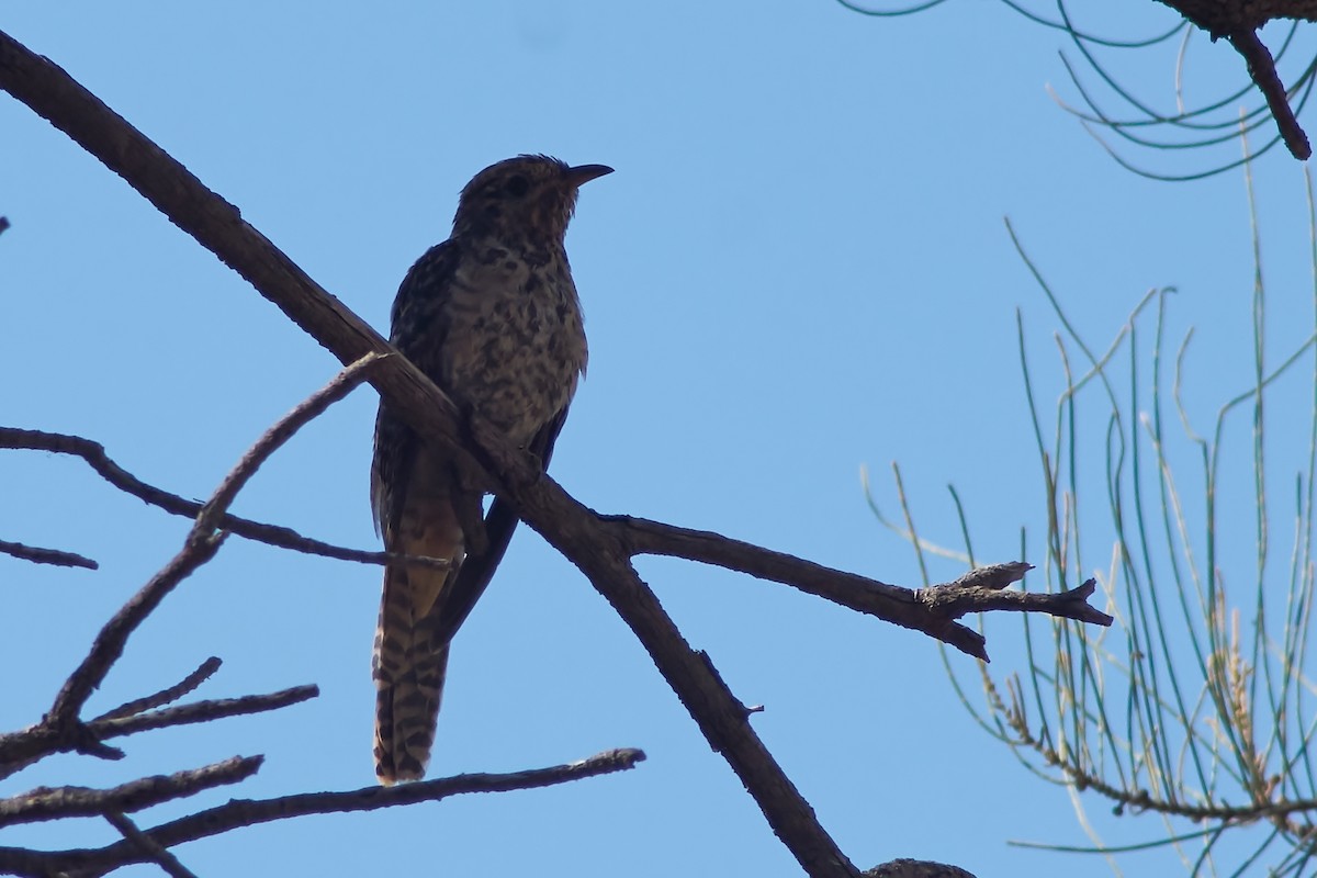 Brush Cuckoo - Sara Young