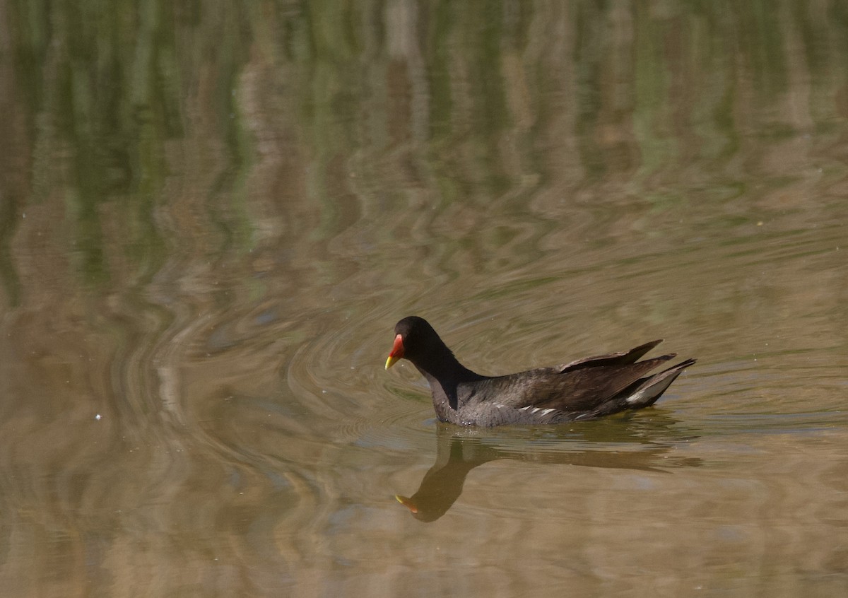 Eurasian Moorhen - ML617675309