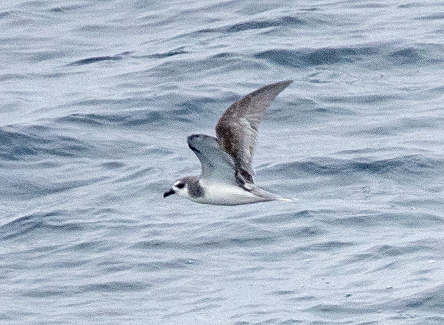 Petrel Chileno - ML617675312