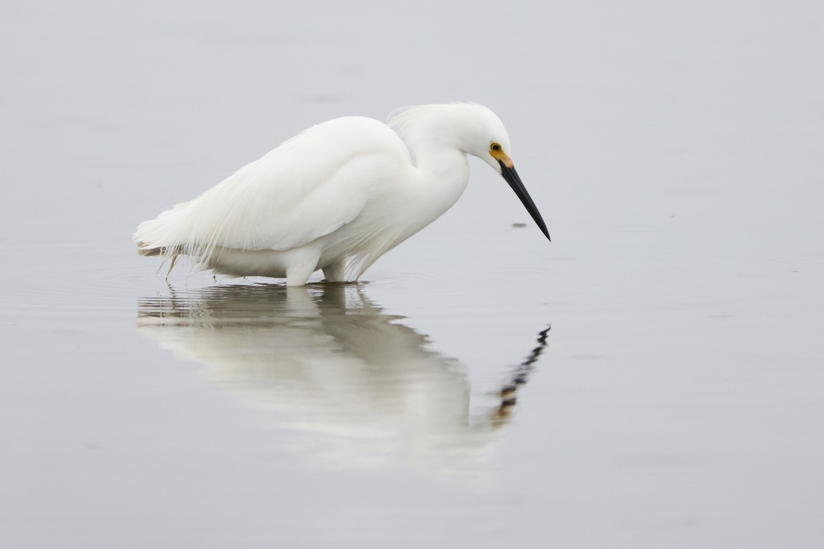 Snowy Egret - BRUCE FINNAN