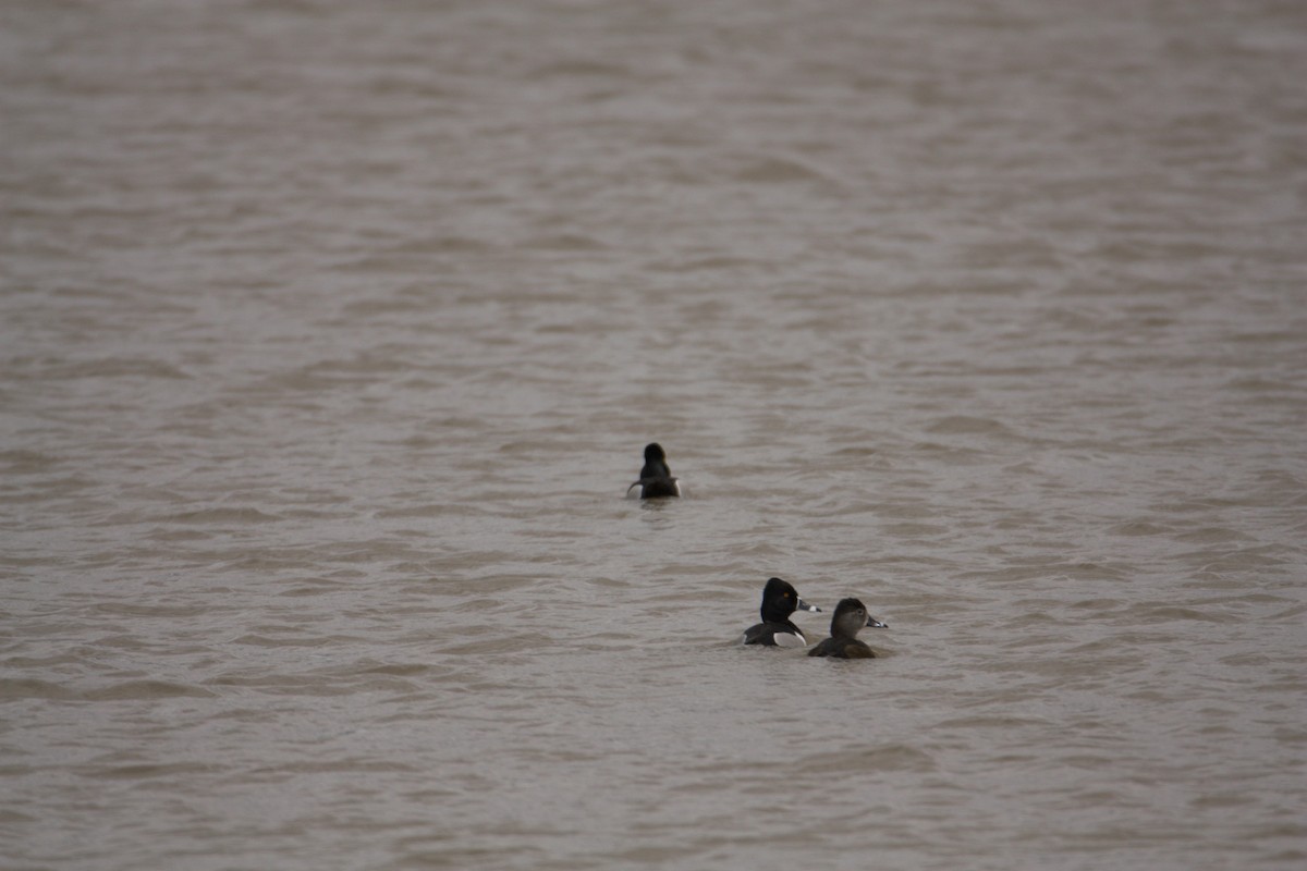 Ring-necked Duck - ML617675330