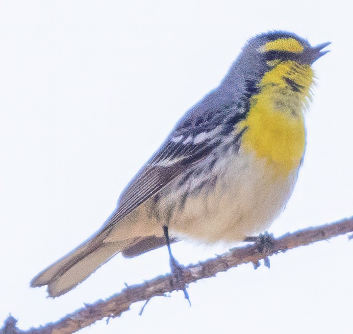 Grace's Warbler - ML617675348