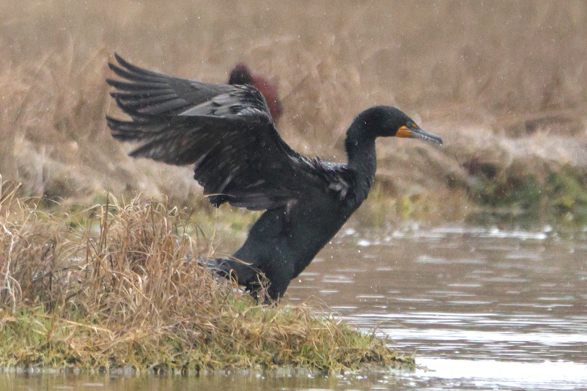 Double-crested Cormorant - BRUCE FINNAN