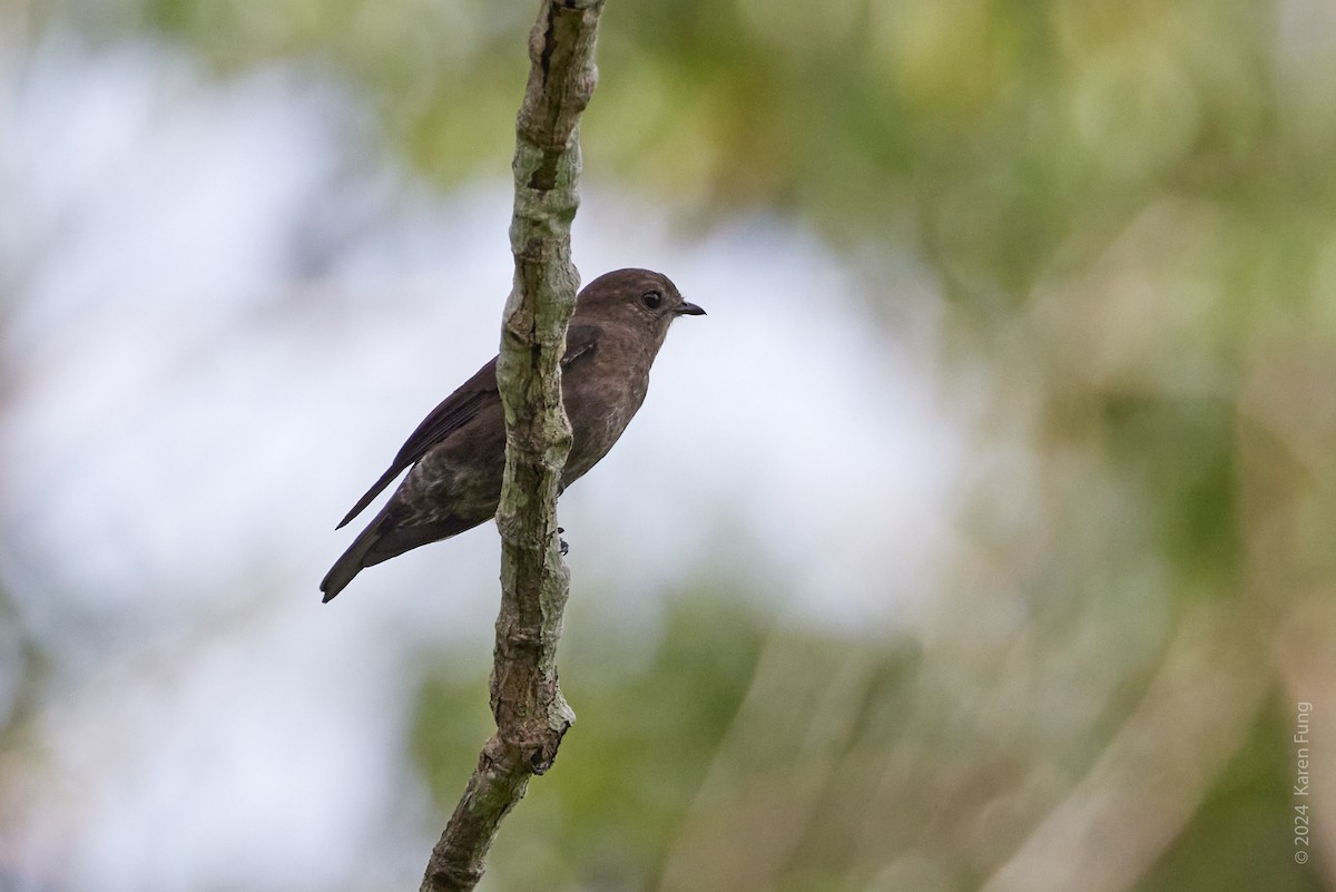 Ussher's Flycatcher - ML617675354